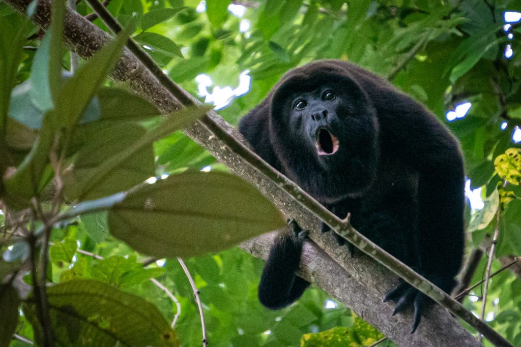 Howler monkey in Belize rainforest sitting in trees with dense tropical jungle background