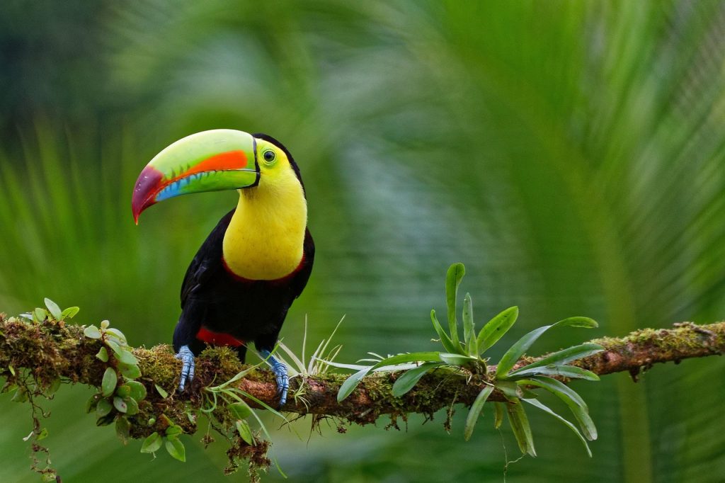 Bright toucan bird in Belize, showcasing large colourful beak and exotic tropical rainforest habitat
